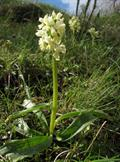 Dactylorhiza romana